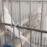 عروس هلندی|پرنده|نسیمشهر, |دیوار