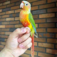 گرینچیک آناناسی اکستریم رد|پرنده|تهران, سعادتآباد|دیوار