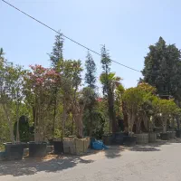 اکالیپتوس بیدمجنون نهال گلدار درخت پیتی حلبی پاکتی|خدمات باغبانی و درختکاری|تهران, سعادتآباد|دیوار