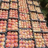 رب انار ،آب انار ،ناردونه سفیدوقرمز کوهمره سرخی|عمدهفروشی|شیراز, محمدیه|دیوار