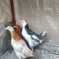 مرغ و خروس گلین