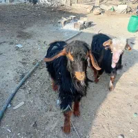 بزغاله شهریار باغسان|حیوانات مزرعه|احمدآبادمستوفی, |دیوار