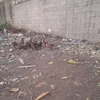 ۱۵ عدد بچه مرغابی