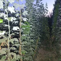 قلمه|گل و گیاه طبیعی|میاندوآب, |دیوار