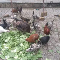 مرغ گلین و بوقلمون