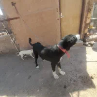 سگ سیاه سرابی