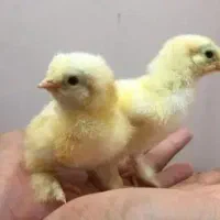 دستگاه جوجه کشی از ما تخم نطفه دار از شما