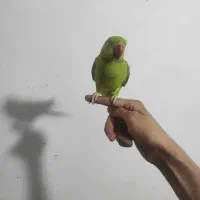 طوطی