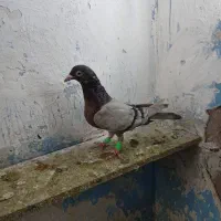 کاغذی ماده خطی|پرنده|قزوین, |دیوار