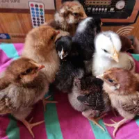 تعدادی جوجه محلی