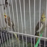 عروس هلند