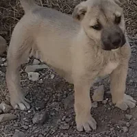 واگذاری سگ‌سرابی‌نر