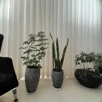 گل اپارتمانی|گل و گیاه طبیعی|گلبهار, نوبهار|دیوار