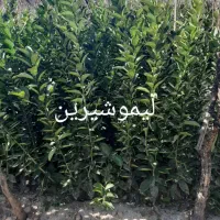 نهالستان مرکبات صاحب الزمان(ع)|خدمات باغبانی و درختکاری|شیراز, حافظیه|دیوار