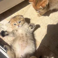 گربه اسکاتیش بلک گلد فولد