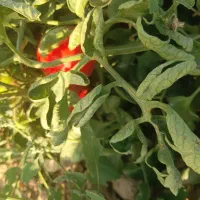 گوجه بسطام اولین چین
