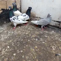 4تا رنگه قلدر و درشت