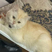 گربه بریتیش