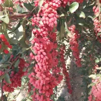 زرشک تازه وخشک وآب زرشک|خوردنی و آشامیدنی|بندر ترکمن, |دیوار