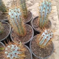 فروش ازرو سرئوس بذری سطل ۳