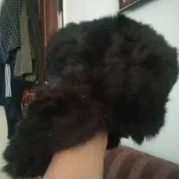 کلاه مردانه پشمی  خز  گرم