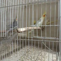 ۲جفت عروس هلندی روی تخم|پرنده|اردبیل, |دیوار