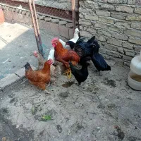 مرغ و خروس محلی تخم گذار