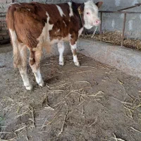 خرید وفروش گاو گوساله