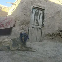سگ سرابی