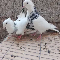 کبوتر پرنده پلاکی سینه ای طوقی دمبی تیدی کله ای