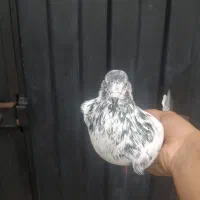 کبوتر