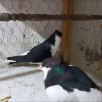 کبوتر ساده کاکلی