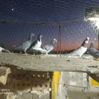 ۶عددنوبوم