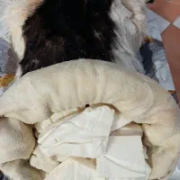 پنیر محلی|عمدهفروشی|مرودشت, ژیان|دیوار