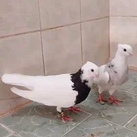 کبوتر|پرنده|شادگان, |دیوار