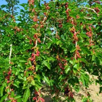 فروش توت سیاه به درخت