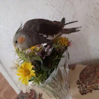 عروس هلندی دستی