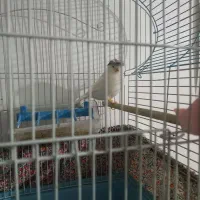 قناری گلستر