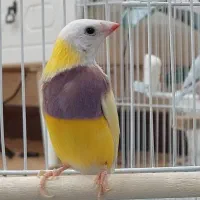 فنچ گلدین نر