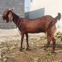 تیشتر عدانی اصل