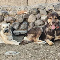 دو عدد عشق|سگ|بیرجند, |دیوار