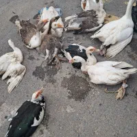 مرغ|حیوانات مزرعه|گرگان, |دیوار