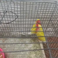 طوطی برزیلی|پرنده|خمینی‌شهر, |دیوار