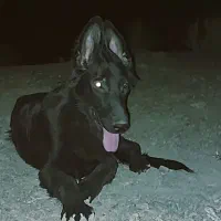 سگ ژرمن بلک ارزون قیمت