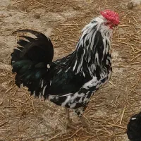 گلین ۲مرغ ۱ خروس