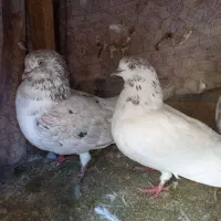 دو جفت کفتر مولد