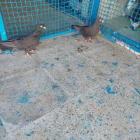 کفتر ماده سیاه بهبهونی دو کاکله|پرنده|شیراز, شهرک رضوان|دیوار