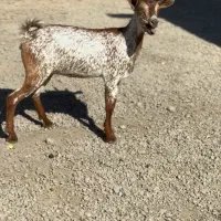 بز بوئر و عمانی|حیوانات مزرعه|کرج, گلشهر|دیوار