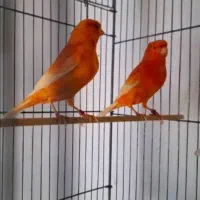 قناری رنگی 2025