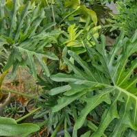گل اپارتمانی  سانسوریا  بابا ادم و برگ انجیری|گل و گیاه طبیعی|سیاهکل, |دیوار